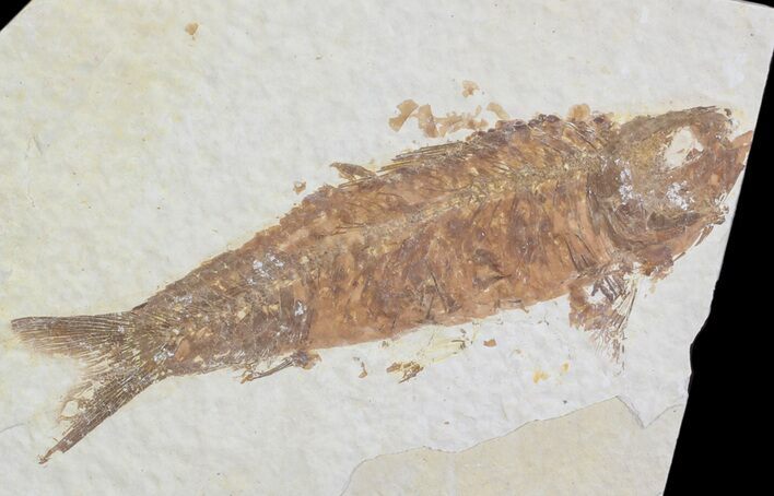 Knightia Fossil Fish - Wyoming #71020